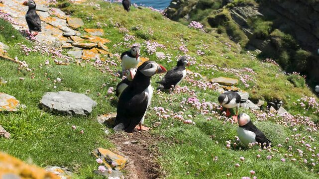 Atlantic Puffins communicating with one another on the cliffs of the Isle of Noss, Shetland, Scotland, United Kingdom