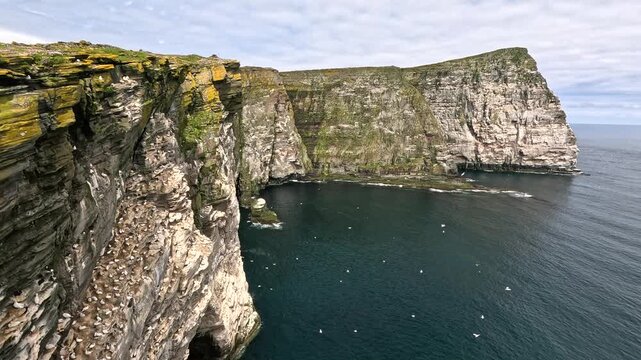 Northern Gannets on the high cliffs of the Isle of Noss, Shetland, Scotland, United Kingdom