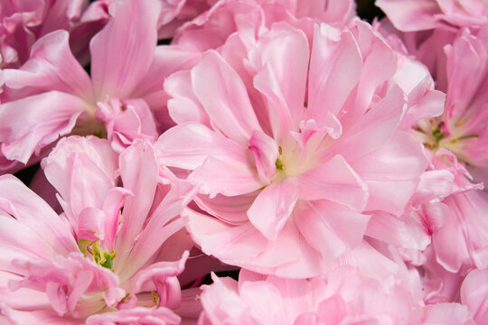Background of open pink tulips