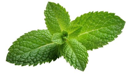 Fresh green mint leaves with textured surface, isolated on transparent background © Igor