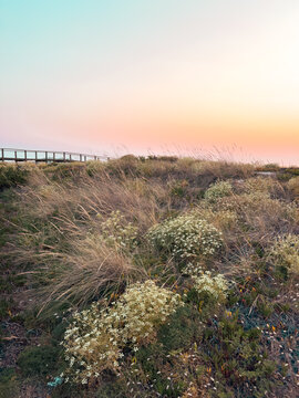 Sunset glow over wild coastal dune vegetation with a wooden boardwalk in the distance at Furadouro Beach in Portugal