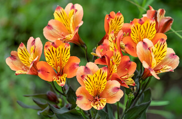 Inkalilien (Alstroemeria) © AnnaReinert
