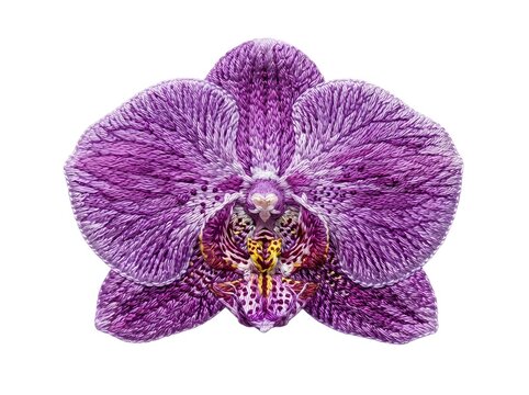 Vibrant magenta orchid bloom with delicate veined petals and golden