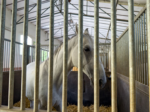 Side view of a white horse in a stable compartment. An equine rests on straw bedding behind vertical iron cage railings.