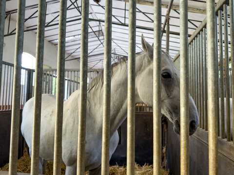 White horse standing in an indoor stable stall. A light equine is positioned behind metallic railings over straw ground cover.