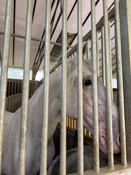 White horse inside a barn stable. A horse stands in a barn stable during the day. The horse is in a pen looking out between the metal bars.