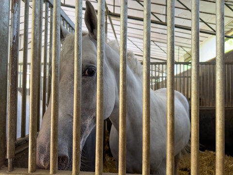 White horse looking out from behind stall metal bars. The animal stands near wooden partitions inside a covered equestrian barn.