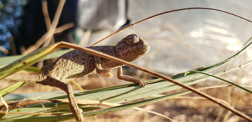Side profile macro shot of a baby chameleon crawling through dry grass bladesView(3) squirrel on the ground © mawahibetilouguite