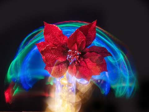 Glowing red poinsettia flower stands vividly against a dark background. Colorful light trails swirl behind it, suggesting festive motion or celebration