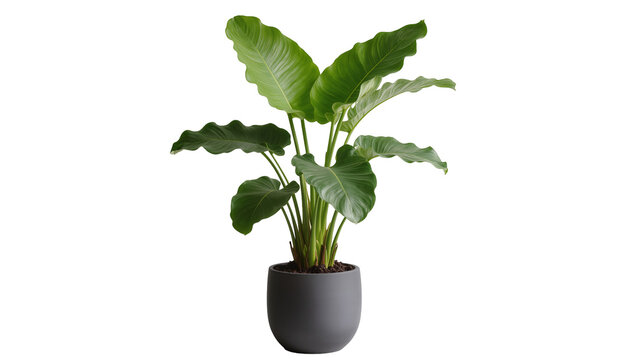 Large green philodendron plant in a dark gray pot, isolated on transparent background