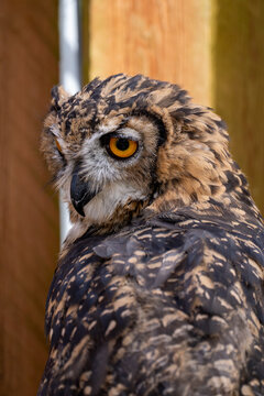 Eagle owl looking back over its shoulder outdoors