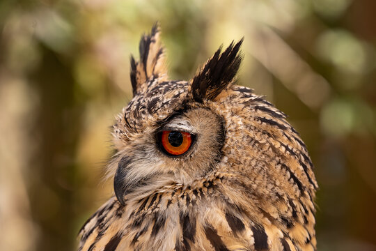 Eurasian eagle owl portrait with striking orange eyes