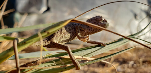 Macro close-up of tiny baby chameleon navigating green grass leaves outdoors view(4) grasshopper on a branch © mawahibetilouguite