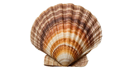 Natural brown and white striped scallop shell, isolated on transparent background © Aliona