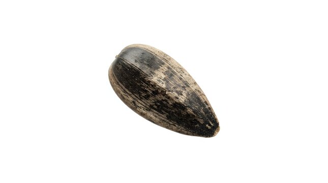 Fossilized ammonite shell with intricate spiral chamber patterns