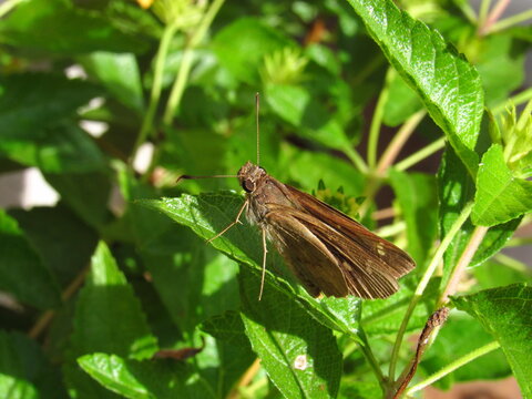 Pequena borboleta.