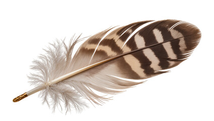 Detailed brown and beige striped bird feather with fluffy base, isolated on transparent background © Aliona