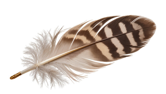 Detailed brown and beige striped bird feather with fluffy base, isolated on transparent background