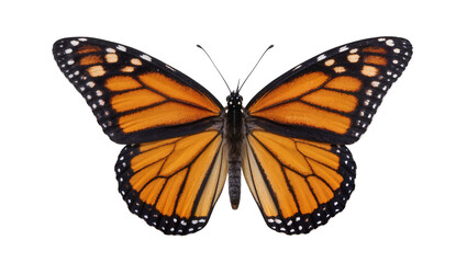 Fototapeta premium Monarch butterfly with orange and black wings, isolated on transparent background