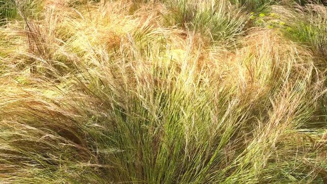 Grass moves gently in the breeze during the day