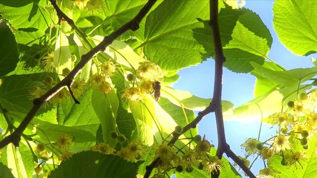 Sunlight comes through green leaves and flowers of Tilia tree