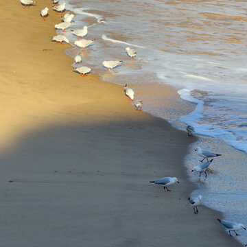 Flock of seagulls pecking at the sand as waves roll in at sunset in Australia