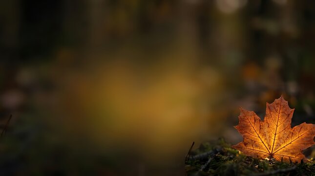 Single autumn maple leaf glowing with warm orange and red tones
