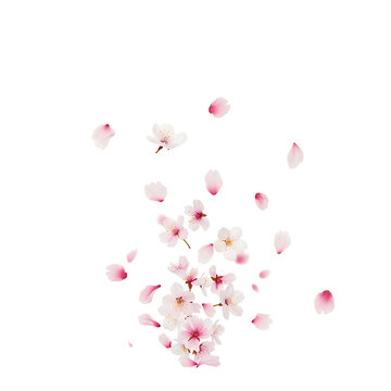 Falling pink cherry blossom petals and small flowers drifting downwards on white background with isolated blossoms scattered fallingpetals movement botanical romantic delicate transparent