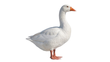 Majestic white goose with orange beak and legs, isolated on transparent background © Sorin