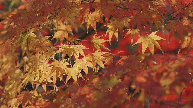 Autumn maple leaves in Japan, Nature or leisure image