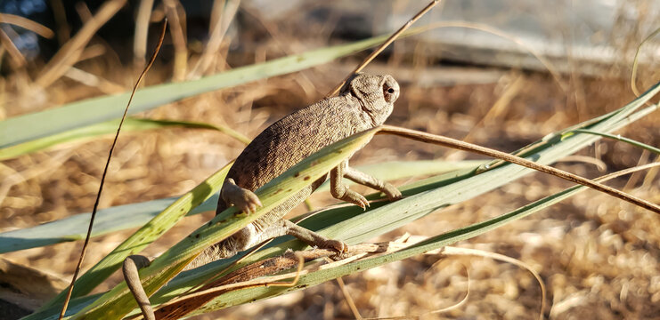 Side profile macro shot of a few weeks old hatchling chameleon walking on grass view(9)
great blue heron