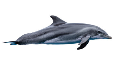 Gray dolphin swimming gracefully, isolated on transparent background © Maria