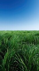 Obraz premium Vast green grassy field under a clear bright blue sky evoking calmness and natural serenity in an open landscape setting