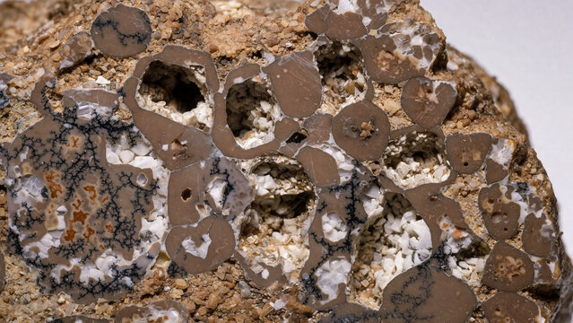 Fossilized Mammal Bone Mineral Texture