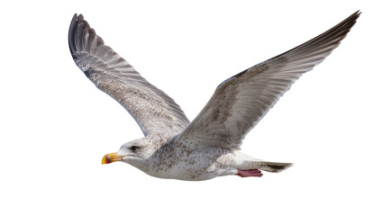 Fototapeta premium Gray and white speckled seagull with yellow beak in flight, isolated on transparent background