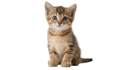 Adorable tabby kitten with blue eyes sitting, isolated on transparent background © Maria