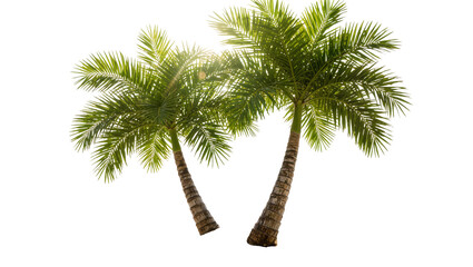 Naklejka premium Two lush green palm trees with textured brown trunks, isolated on transparent background