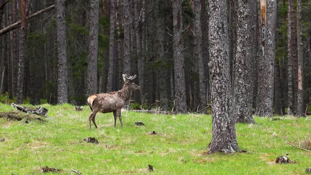 Red deer hiding in the woods of the Scottish Highlands