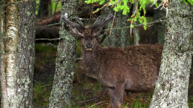 Red deer hiding in the woods of the Scottish Highlands