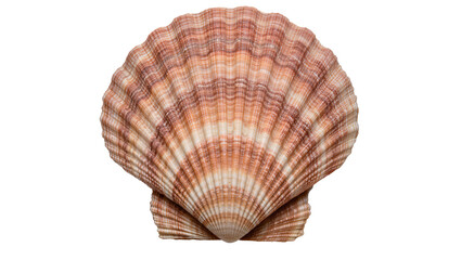 Natural scallop shell with ribbed texture and striped pattern, isolated on transparent background © Maria