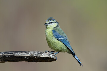 Blaumeise © Manfred Stöber