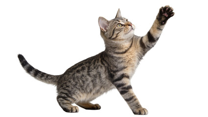 Fototapeta na wymiar Tabby kitten reaching up with paw, isolated on transparent background