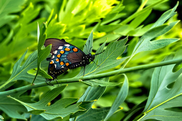 A pair of pipevine swallowtail butterflies (Battus philenor) mating on a pipevine (Aristolochia) host plant stem. © jay
