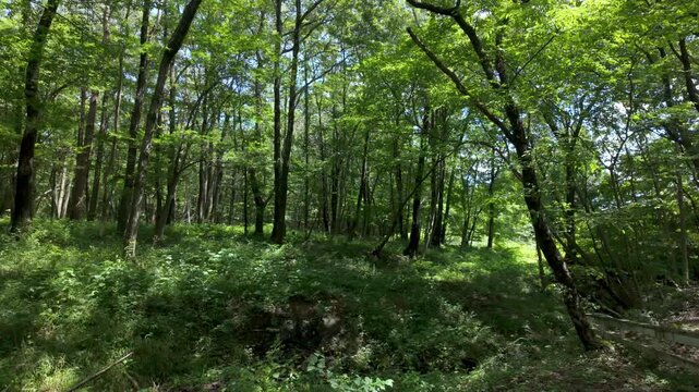 Tranquil lush green forest with sunlight filtering through the trees in the mountains of Nasu, Japan