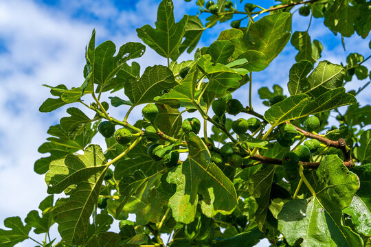 Feigenbaum im Sommer mit Fr&uuml;chten