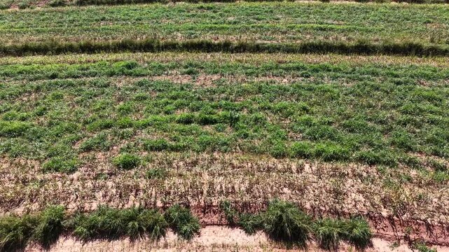 Aerial view of a field with patchy green crops growing in dry soil under a bright sky
