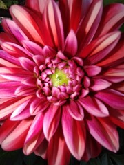 Obraz premium red dahlia flower