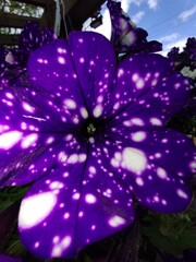 purple flower with water drops