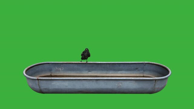 Raven on a weathered horse trough green screen