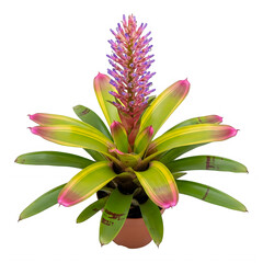 Fototapeta premium Purple and pink flowering bromeliad plant in pot